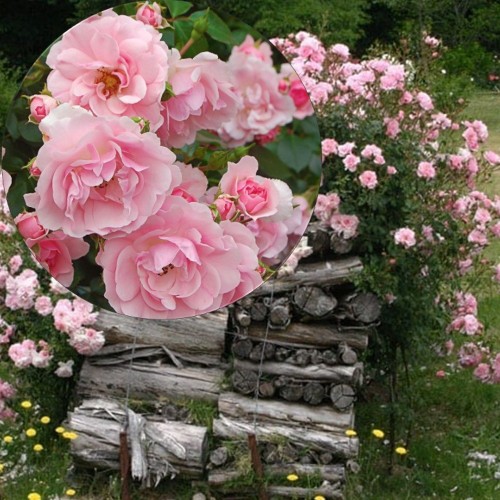 Rosa 'Climbing Bonica' - Roos 'Climbing Bonica' C4/4L